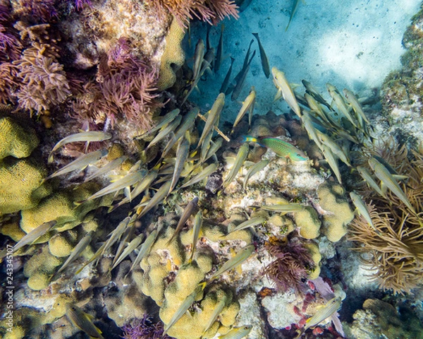 Fototapeta Fish School on Reef