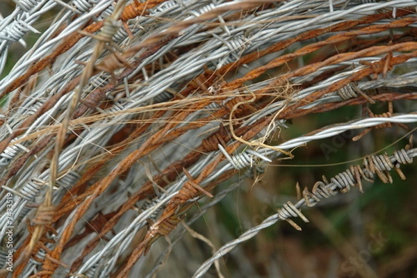 Fototapeta barb wire