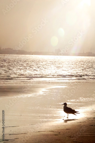 Fototapeta Silhouette of single bird at the beach with sunrays.