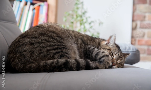 Fototapeta sleeping cat
