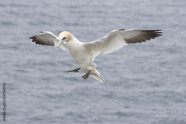 Obraz Gannet (Morus bassanus)