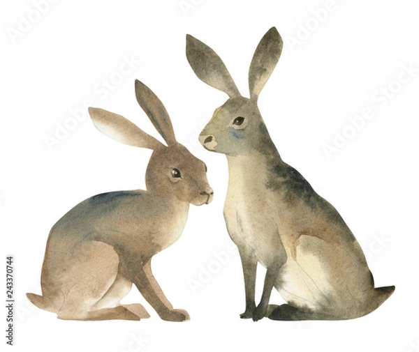 Fototapeta Watercolor illustartion of brown hare on white background. Realistic forest animal sketch.