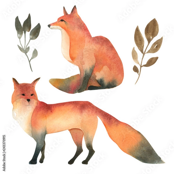 Fototapeta Watercolor illustartion of red wild fox isolate on white background. Realistic forest animal sketch.