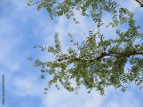 Obraz View looking up at the sky with palo verde branches in Arizona