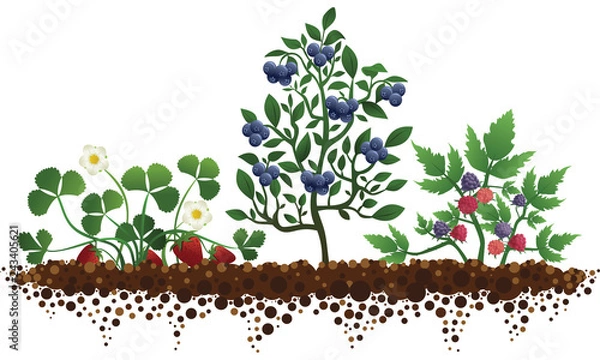 Obraz Fruit Plant Garden