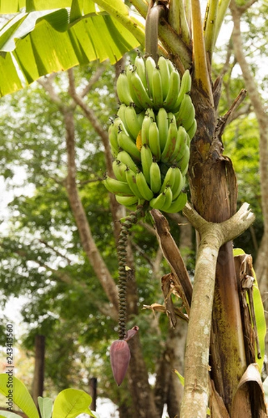 Fototapeta Banana Tree