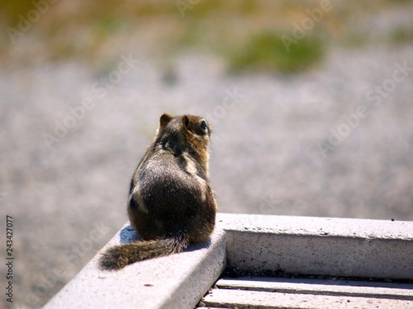Fototapeta a squirrel' back