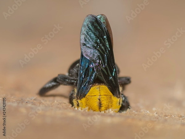 Obraz a Carpenter bee drill acacia tree branch making the nest.