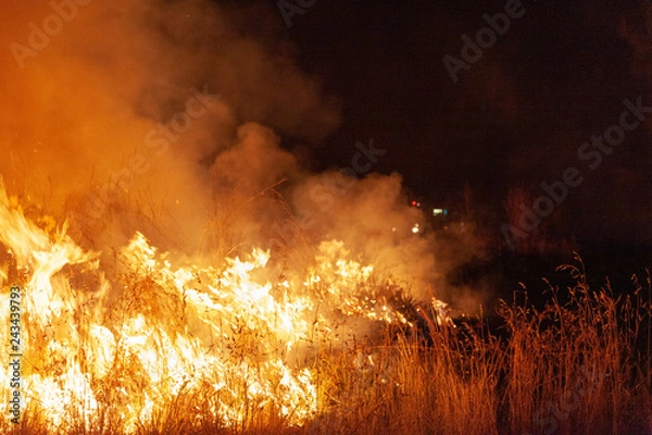 Fototapeta Close up of raging wildfire grassfire with emergency vehicle lights in background. Inspiration image for bushfire warning, summer bushfire warning poster or meme in portrait format