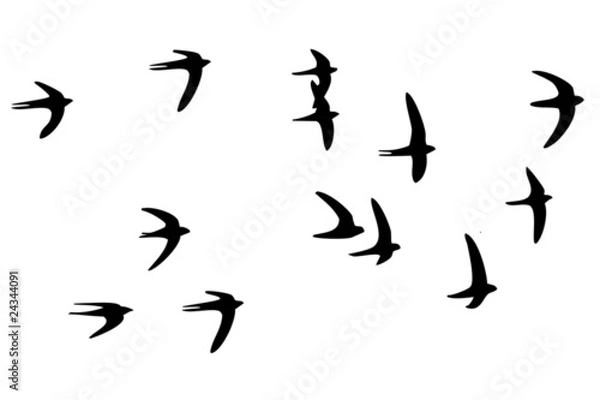 Obraz vogelschwarm wandtattoo