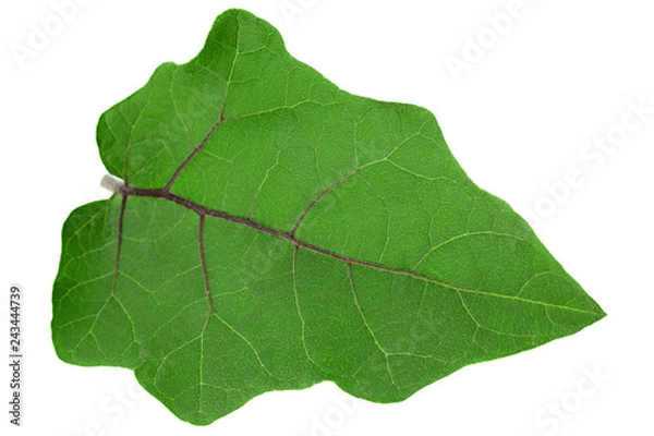 Fototapeta Eggplant leaf closeup on white