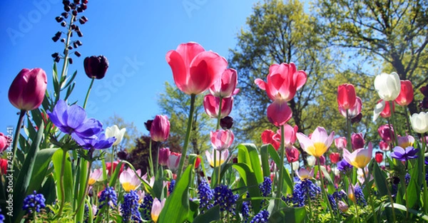 Obraz Blumenwiese im Frühling