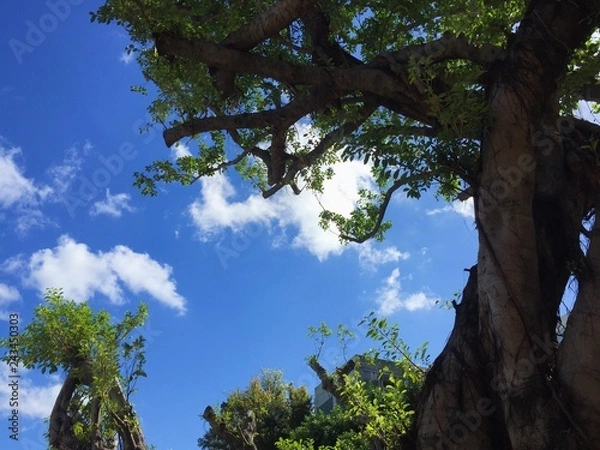 Obraz Beautiful tree in the summer!