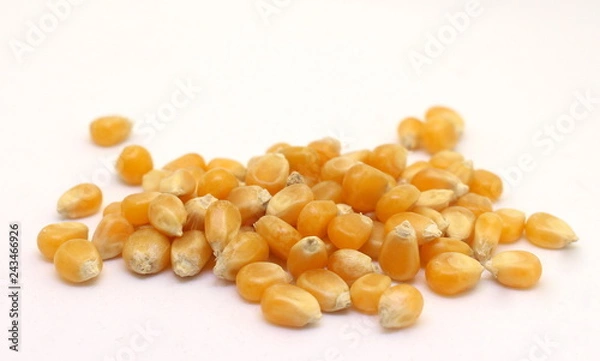 Obraz A pile of corn kernels isolated against a white background.  Popcorn, sweetcorn kernels. Raw food ingredient