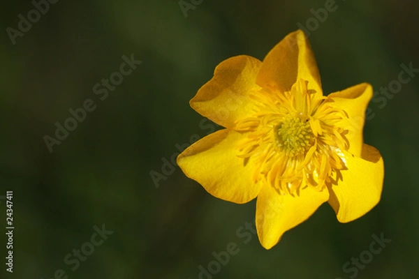 Obraz Sumpfdotterblume