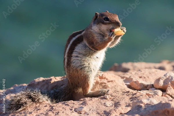 Obraz Atlashörnchen