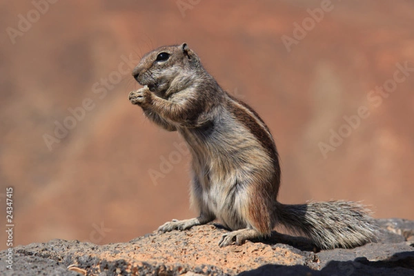 Obraz Atlashörnchen