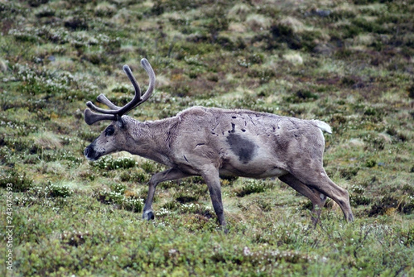 Obraz caribou