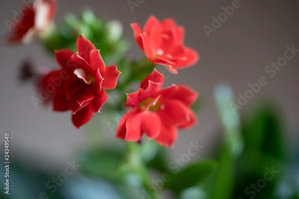 Obraz red small flower with leaf. flower blurred background. Colorful flowers in nature. - macro closeup Image