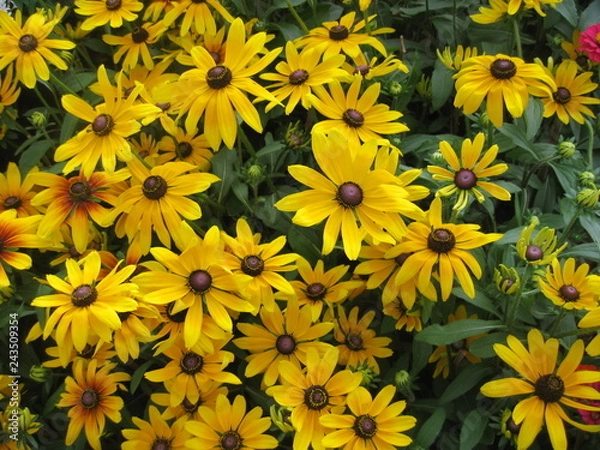 Obraz Yellow Flowers