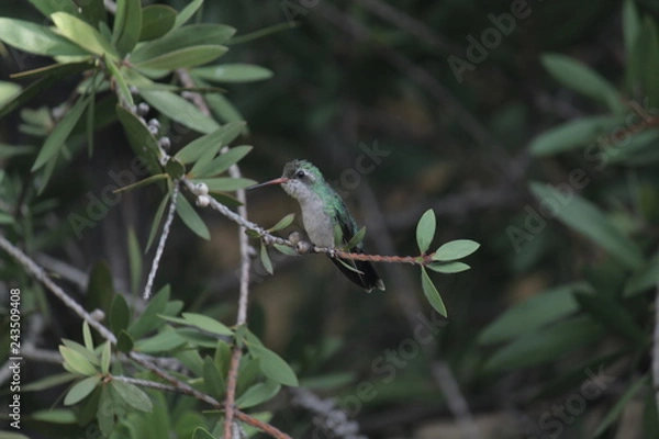 Fototapeta colibri 5