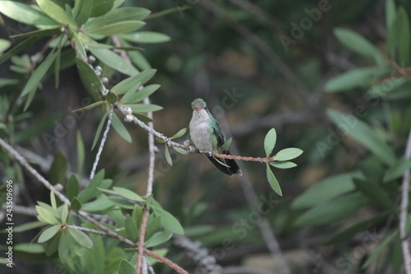 Fototapeta Colibri 4