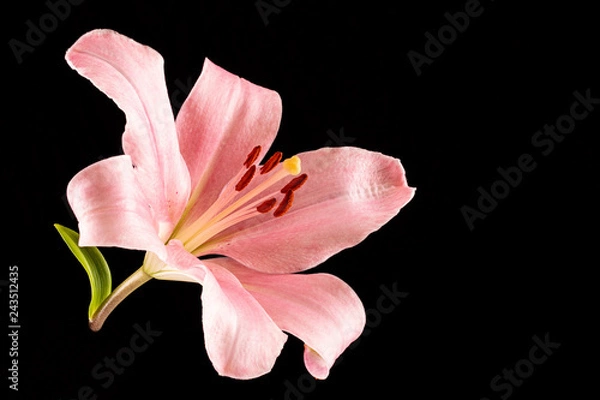 Obraz pink lily on black background