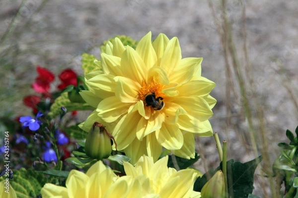 Obraz Pollinisation par le bourdon