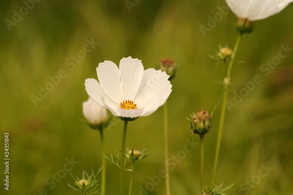 Obraz Cosmos Fleur
