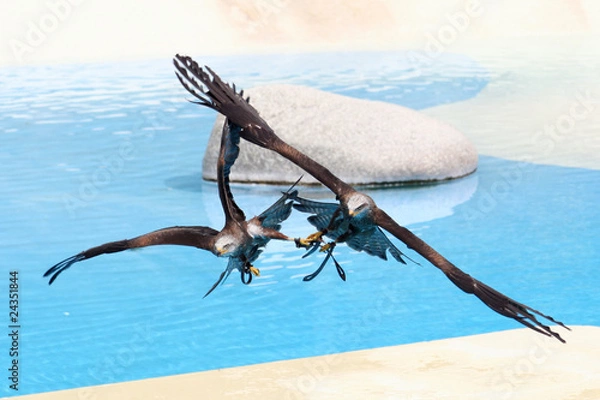 Fototapeta Milans voltige