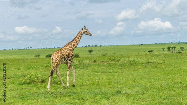 Obraz Little lonely giraffe walking free in savanna Murchison falls national park Uganda. Green panoramic landscape 