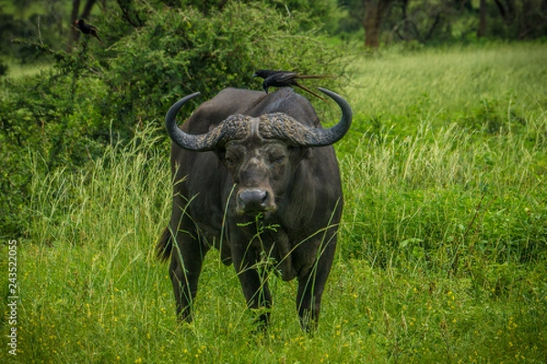 Obraz Portrait of lonely buffalo with bird on back and green background. Murchison falls national park Uganda