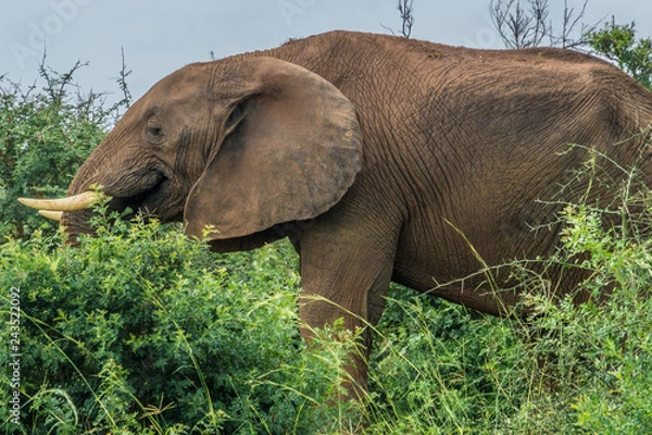Obraz Portrait of lonely elephant walking free in the bush in Murchison falls national park Uganda 