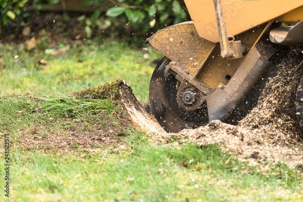 Obraz Stump grinder in action, close up