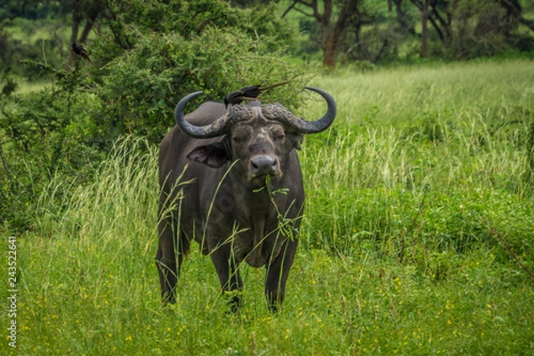 Obraz Portrait of lonely buffalo with bird on back and green background. Murchison falls national park Uganda