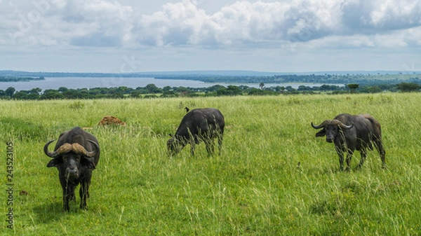 Obraz Group of buffaloes in the African savanna in Uganda. Green season specially for beautiful landscape