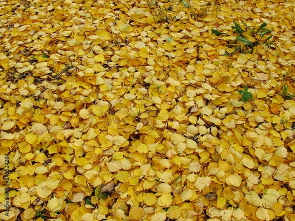 Obraz Feuilles jaunes