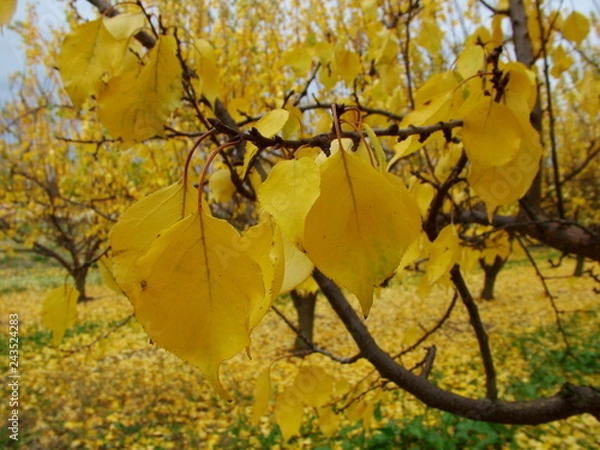 Obraz Feuilles jaunes