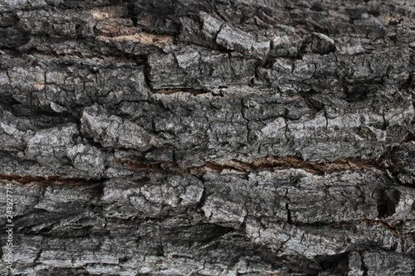 Fototapeta Background bark