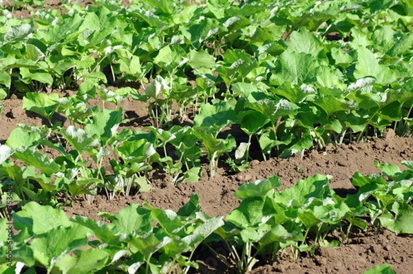 Fototapeta ゴボウ畑の葉