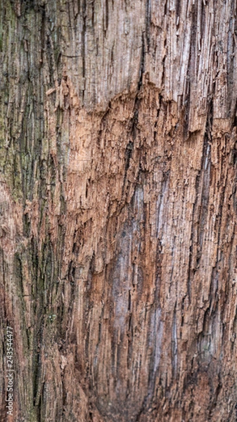 Fototapeta Tree Texture