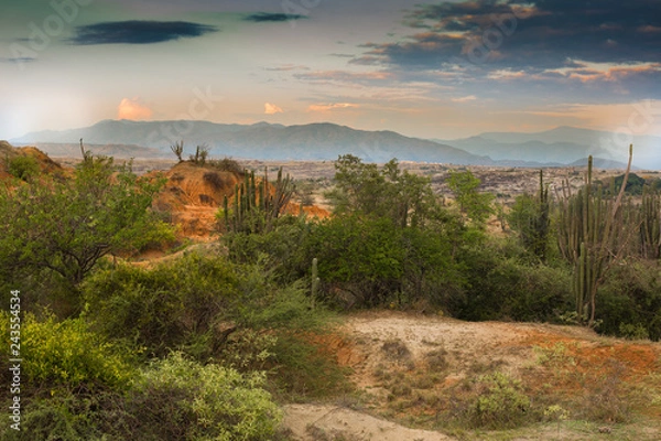 Fototapeta Życie na pustyni