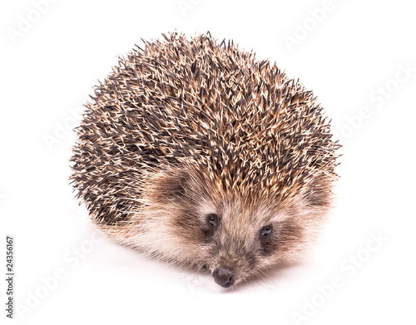 Obraz Hedgehog isolated on white background