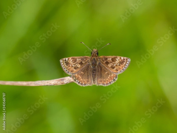 Fototapeta Dingy Skipper Butterfly ( Erynnis tages )