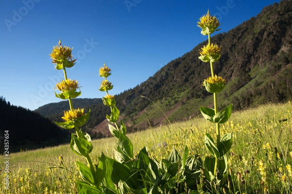 Obraz Gentiane jaune