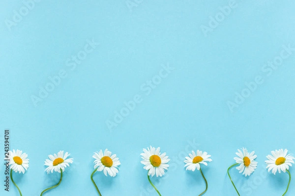 Obraz Row of white chamomiles daisies flowers on pastel blue color paper background Copy space Template for postcard, lettering, text or your design Flat lay Top view Concept Hello summer