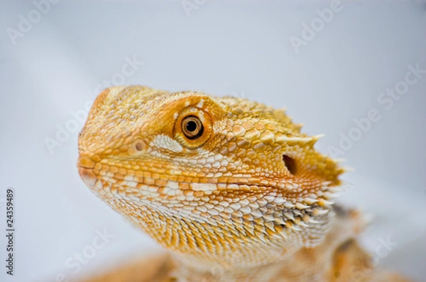 Obraz close up bearded dragon