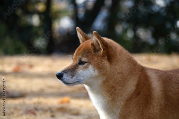 Obraz 柴犬・横顔