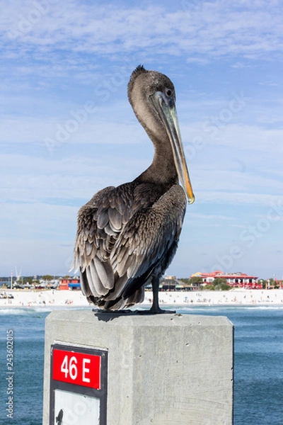Obraz Pelican at the Beach