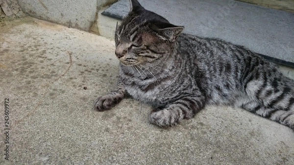 Fototapeta 野良猫さん